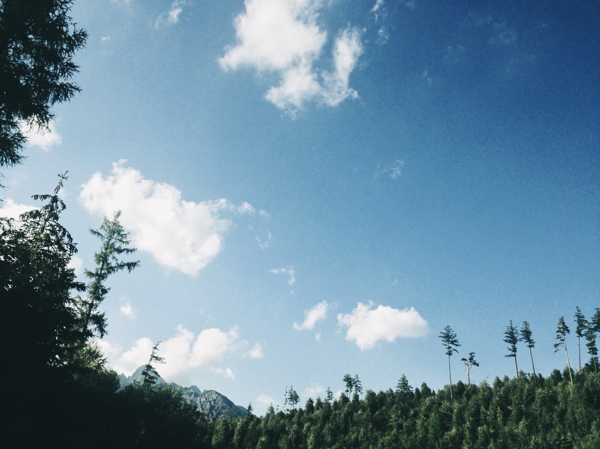 thunder gods | trees