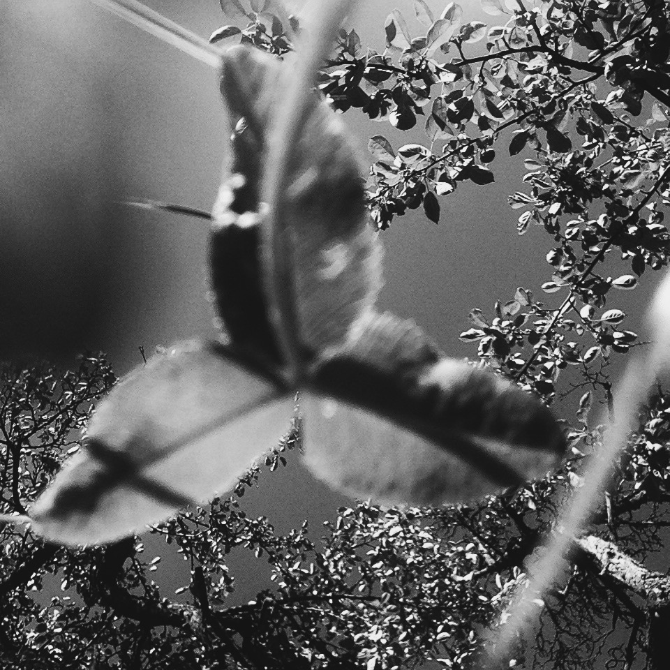 giant clover | clio em